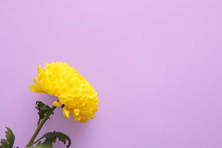 Yellow chrysanthemum flower on purple backgroundの写真素材