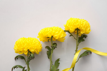 Yellow chrysanthemum flowers on light background