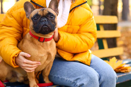Cute French bulldog with owner in autumn parkの写真素材