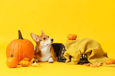 Cute dog with autumn leaves and pumpkins on color background. thanksgiving day celebrationの写真素材