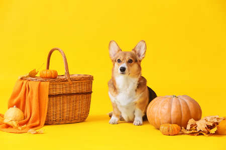 Cute dog, wicker basket, autumn leaves and pumpkins on color background. thanksgiving day celebrationの写真素材