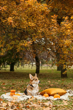 Cute dog with pumpkins in autumn park. thanksgiving day celebrationの写真素材