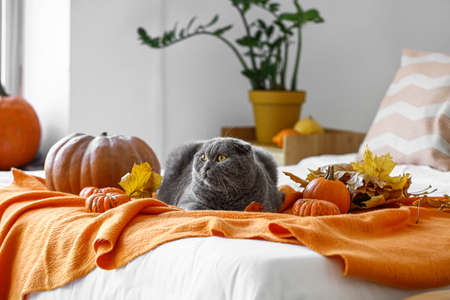 Cute cat, autumn leaves and pumpkins on bed. thanksgiving day celebrationの写真素材