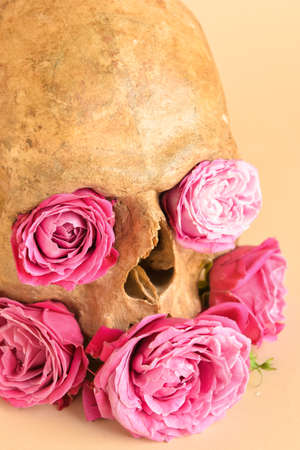 Human skull with flowers on beige background, closeupの写真素材