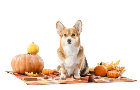 Cute dog with plaid, autumn leaves and pumpkins on white background. thanksgiving day celebrationの写真素材