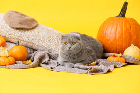 Cute cat, plaid, cushions and pumpkins on color background. thanksgiving day celebrationの写真素材