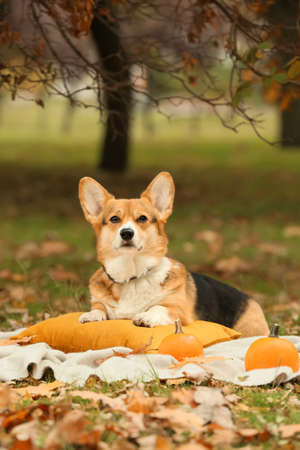 Cute dog with pumpkins in autumn park. thanksgiving day celebrationの写真素材