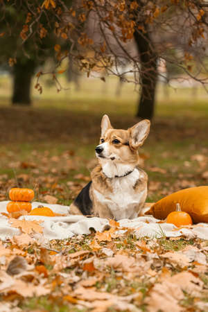 Cute dog with pumpkins in autumn park. thanksgiving day celebrationの写真素材