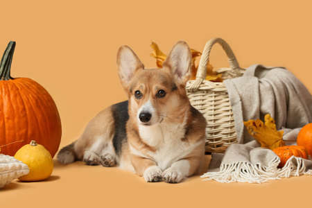 Cute dog, wicker basket, autumn leaves and pumpkins on color background. thanksgiving day celebrationの写真素材