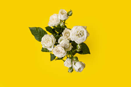 Bouquet of beautiful roses on yellow backgroundの写真素材