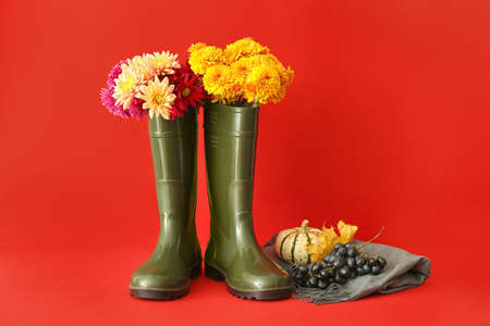 Composition with rubber boots, chrysanthemum flowers, pumpkin and grapes on color backgroundの写真素材