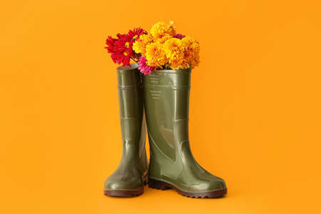 Pair of rubber boots and beautiful autumn flowers on color backgroundの写真素材