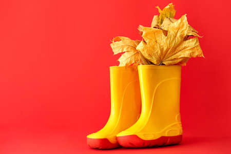 Pair of rubber boots with autumn leaves on color background