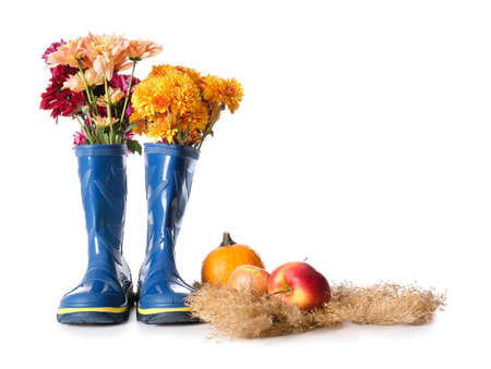 Rubber boots with chrysanthemum flowers, apples and pumpkin on white background