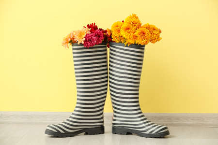 Rubber boots with beautiful chrysanthemum flowers against color wallの写真素材