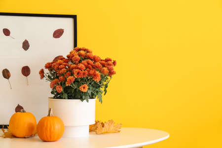 Pot with beautiful Chrysanthemum flowers on and picture on table near yellow wall