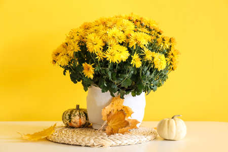 Pot with beautiful Chrysanthemum flowers on table near yellow wallの写真素材