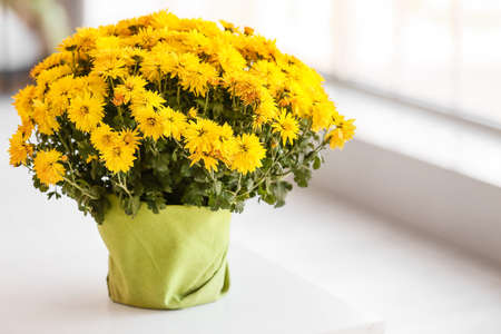 Pot with beautiful Chrysanthemum flowers on windowsillの写真素材