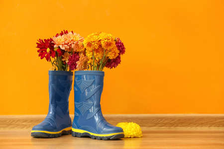 Rubber boots and beautiful chrysanthemum flowers on floor against color wallの写真素材