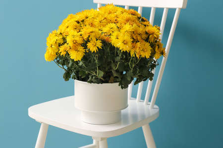 Pot with beautiful Chrysanthemum flowers on chair near blue wallの写真素材