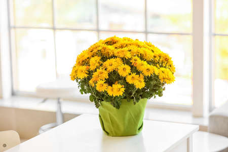 Pot with beautiful Chrysanthemum flowers on table in roomの写真素材