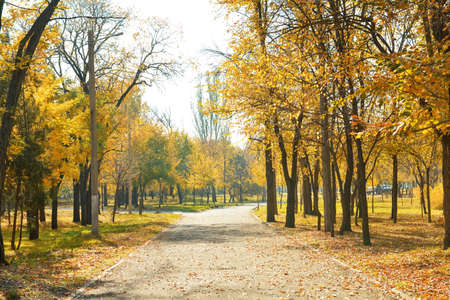 Beautiful city park on autumn dayの写真素材