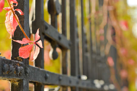 Old fence with Virginia creeper outdoors, closeupの写真素材