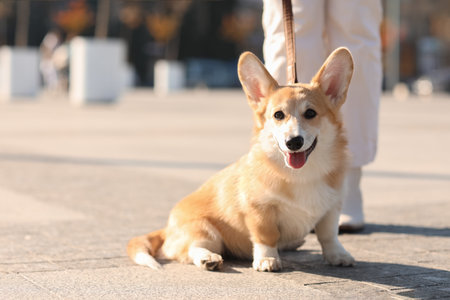 Cute Corgi dog with owner on city squareの写真素材