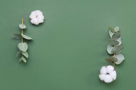 Cotton flowers and eucalyptus leaves on green backgroundの写真素材