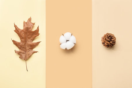 Cotton flower, leaf and fir cone on beige backgroundの写真素材