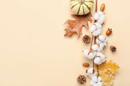 Autumn composition with cotton flowers and pumpkin on beige background