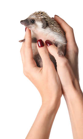 Woman holding cute hedgehog on white backgroundの写真素材