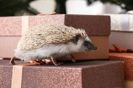 Cute hedgehog with Christmas gift boxes at homeの写真素材