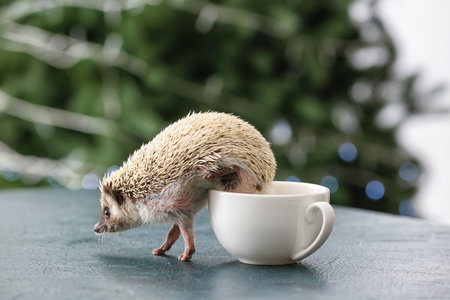 Cute hedgehog with cup on table at homeの写真素材