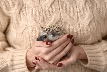 Woman holding cute hedgehog, closeupの写真素材