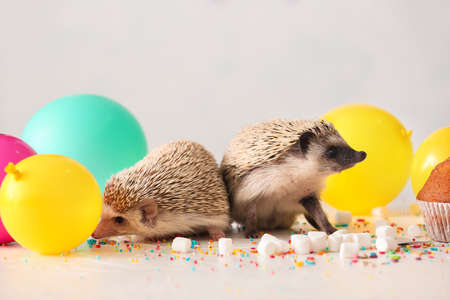 Cute hedgehogs with air balloons and marshmallows on light backgroundの写真素材