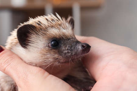 Woman holding cute hedgehog at home, closeupの写真素材