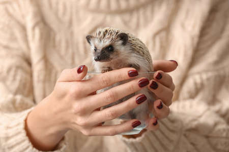 Woman holding cute hedgehog, closeupの写真素材