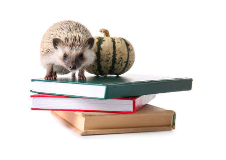 Cute hedgehog with books and pumpkin on white backgroundの写真素材
