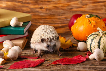 Cute hedgehog, mushrooms and pumpkins on wooden backgroundの写真素材