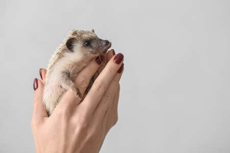 Woman holding cute hedgehog on light backgroundの写真素材