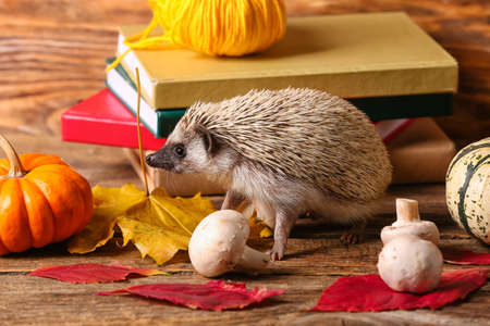 Cute hedgehog, mushrooms and books on wooden backgroundの写真素材
