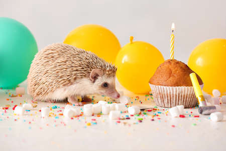 Cute hedgehog with air balloons, marshmallows and muffin on light backgroundの写真素材