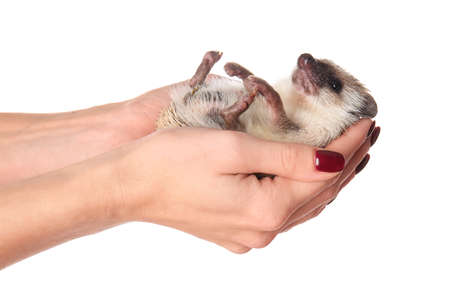 Woman holding cute hedgehog on white backgroundの写真素材