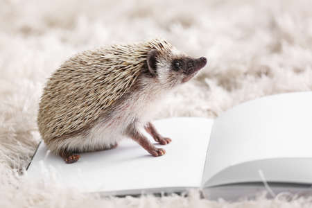 Cute hedgehog with blank book on soft rugの写真素材