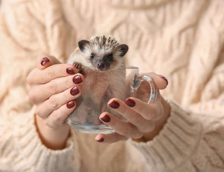 Woman holding cute hedgehog in glass cup, closeupの写真素材