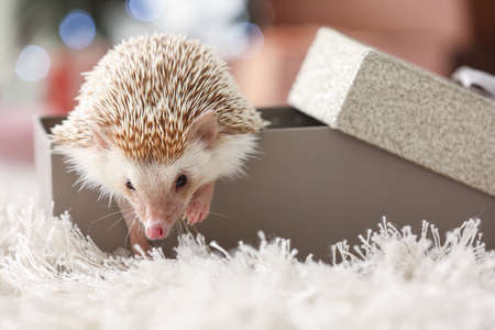 Cute hedgehog in Christmas gift box at homeの写真素材