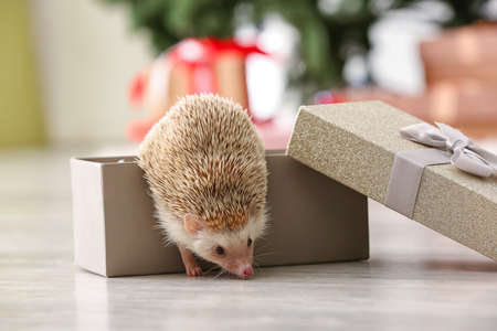Cute hedgehog with Christmas gift box at homeの写真素材