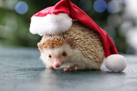 Cute hedgehog in Santa hat on table at homeの写真素材