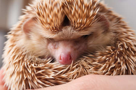 Woman holding cute hedgehog, closeupの写真素材